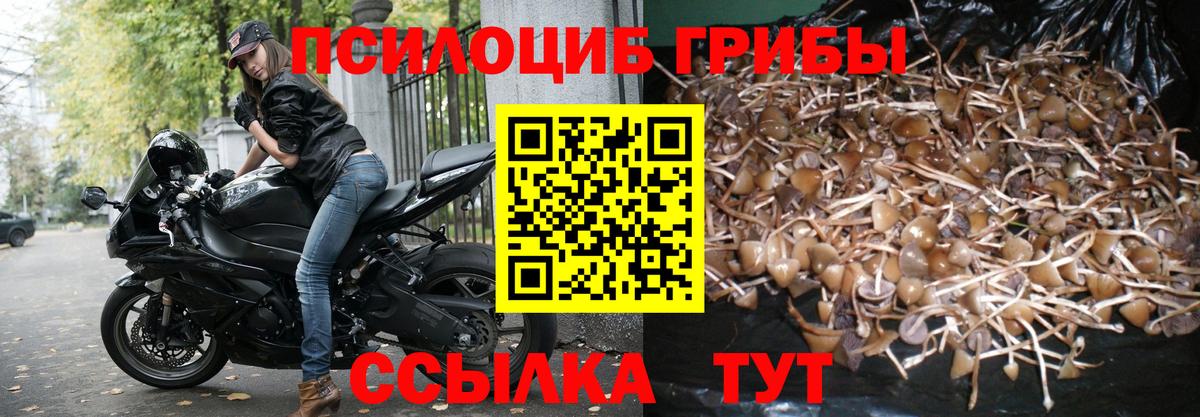 Гай  Псилоцибиновые грибы GOLDEN TEACHER  Псилоцибиновые грибы Psilocybine cubensis  Вход с VPN 